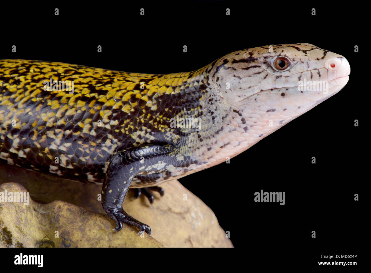 L'île de kei blue-tongued skink (Tiliqua gigas) keyensis est endémique à l'îles Kei, partie de l'Indonésie. Banque D'Images