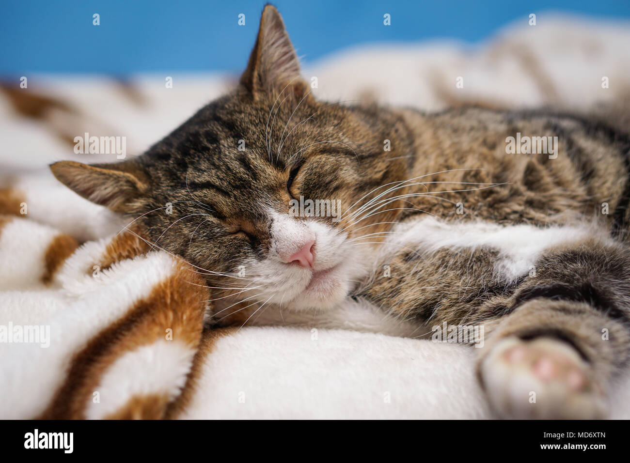 Sommeil De Chat Sur Tapis Zebre Brun Et Blanc On Bed Photo Stock Alamy