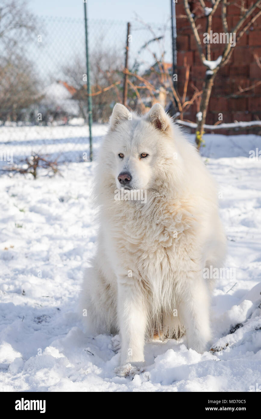 Beau chien Samoyède sibérien blanc dans la neige Photo Stock - Alamy