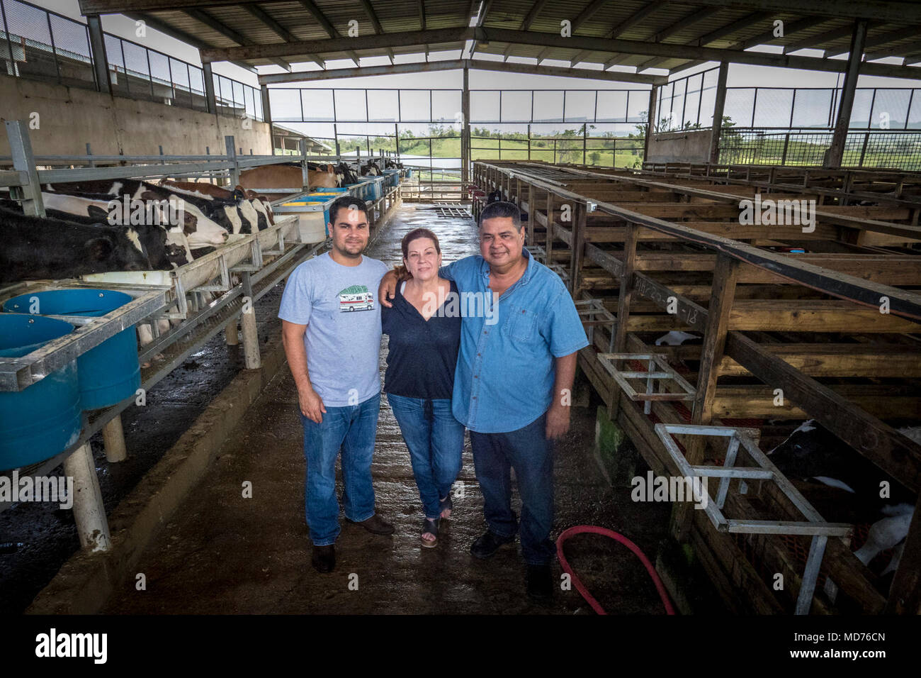 Colbosc Ceiba Del Mar, dans la région de Arecibo, Puerto Rico, est l'un des plus grands producteurs laitiers sur l'île et a été un des bénéficiaires du programme d'aide aux nouveaux produits laitiers à cause de l'Ouragan Maria. La ferme est également admissible à l'urgence Programme de conservation. Après l'Ouragan Maria, Gustavo Toledo Jr., Elia, Torres et Gustavo Toledo ont été obligés de consolider trois fermes dans cette seule opération où ils produisent le plus pour tous les produits laitiers de Porto Rico. Banque D'Images