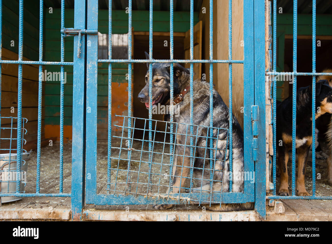 Cage avec les chiens en refuge pour animaux Banque D'Images