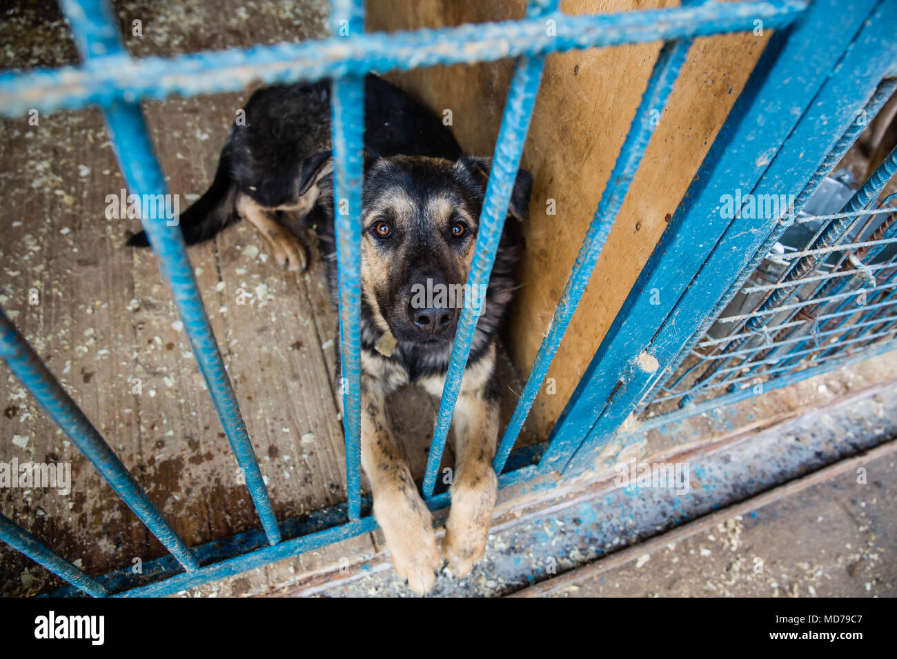 Cage avec les chiens en refuge pour animaux Banque D'Images