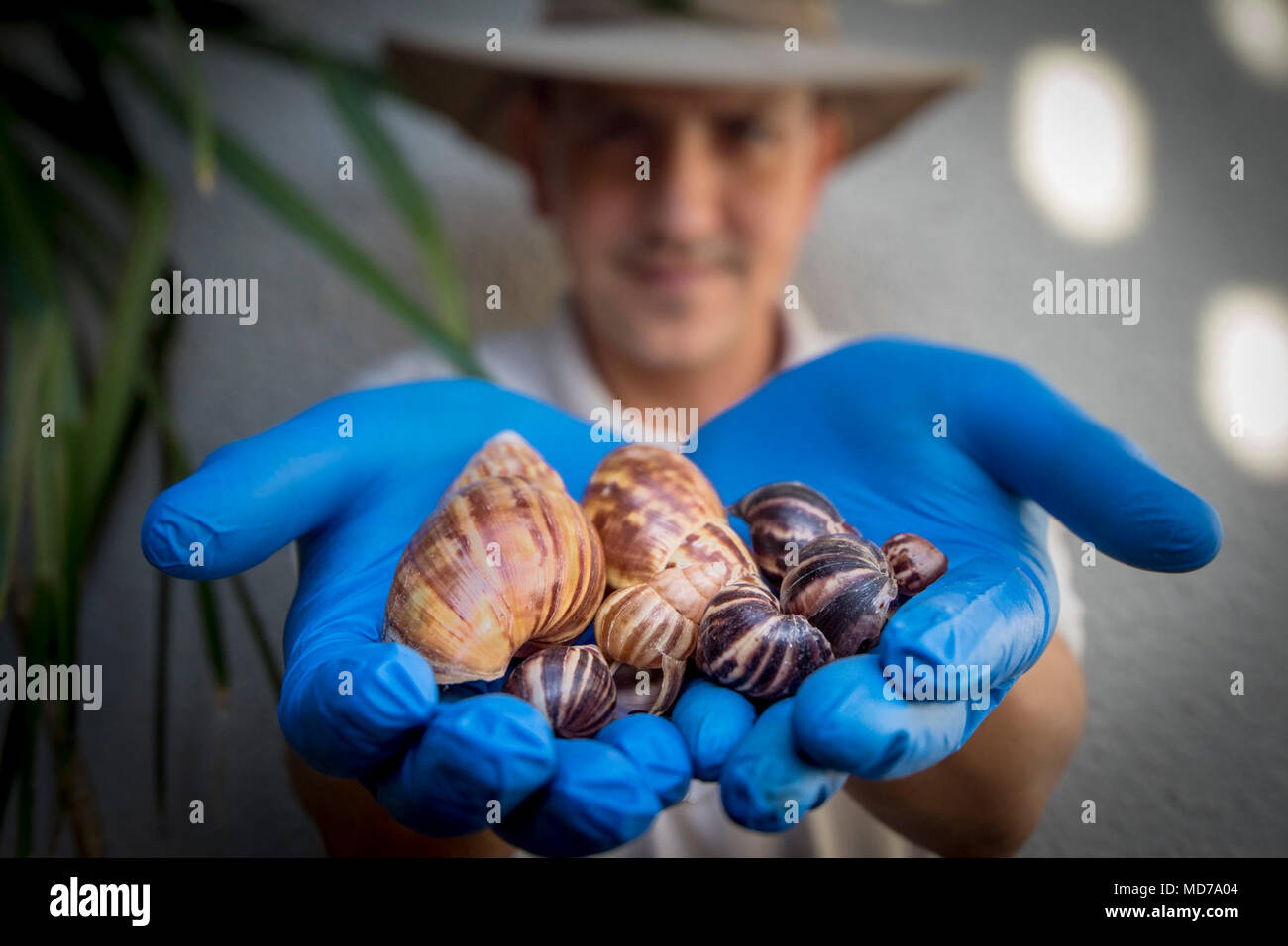 Ministère de l'Agriculture des États-Unis (USDA) Animal and Plant Health Inspection Service (APHIS) pour la protection des végétaux et de la quarantaine (PPQ) technicien programme Carlos G Diaz Arzola effectue une GIANT AFRICAN SNAIL (gaz) dans le Vieux San Juan, Puerto Rico. Banque D'Images