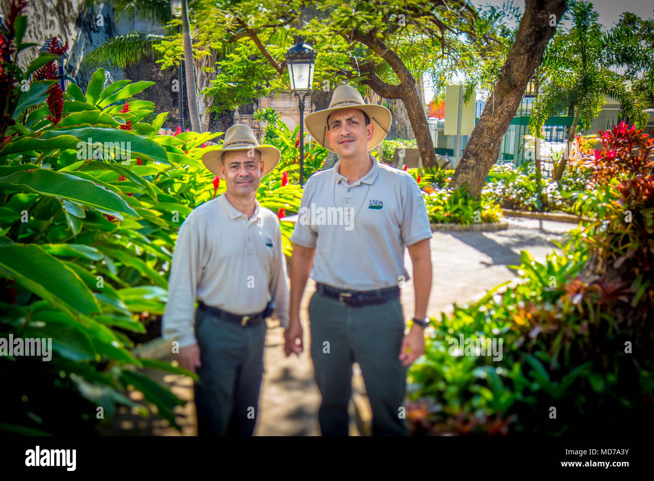 Ministère de l'Agriculture des États-Unis (USDA) Animal and Plant Health Inspection Service (APHIS) pour la protection des végétaux et de la quarantaine (PPQ) techniciens programme L'Hector Rivera et Carlos Maldonado G Diaz Arzola mener un GIANT AFRICAN SNAIL (gaz) dans le Vieux San Juan, Puerto Rico. Banque D'Images