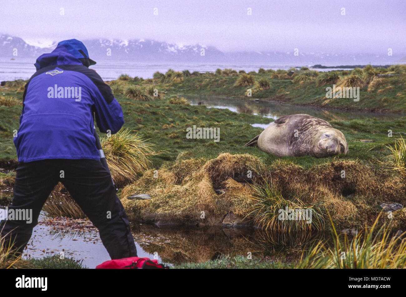 Grytviken, abandonné station baleinière de l'île de Géorgie du Sud, les éléphants de mer Banque D'Images