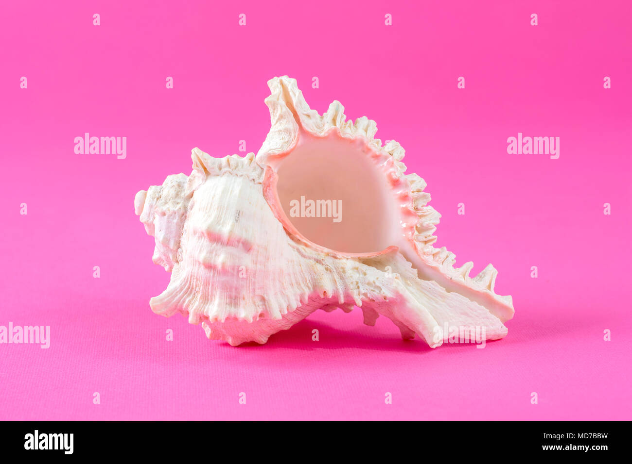 Big Sea Shell isolé sur fond rose en studio Banque D'Images