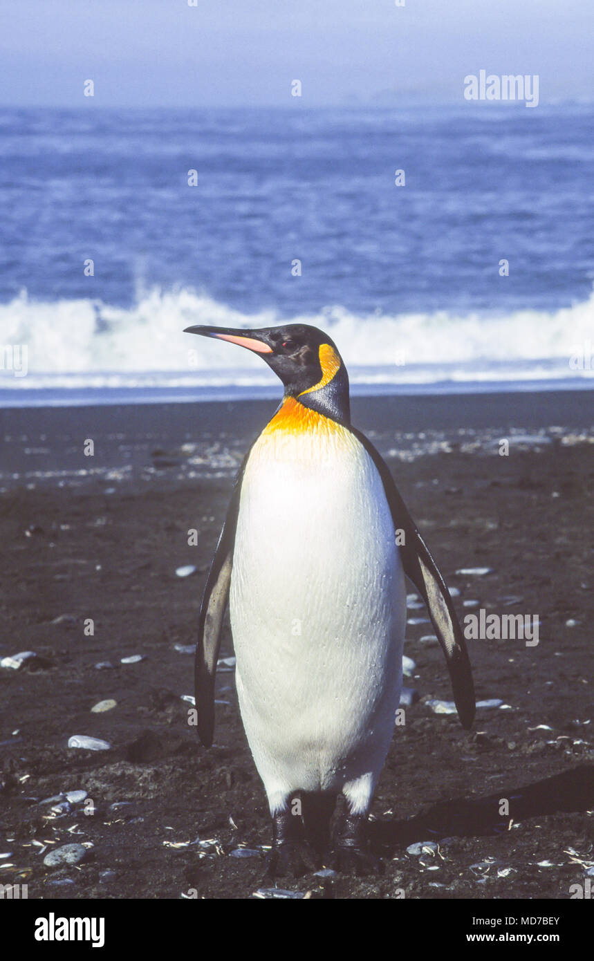 King penguin, South Georgia Island, Antarctica Banque D'Images