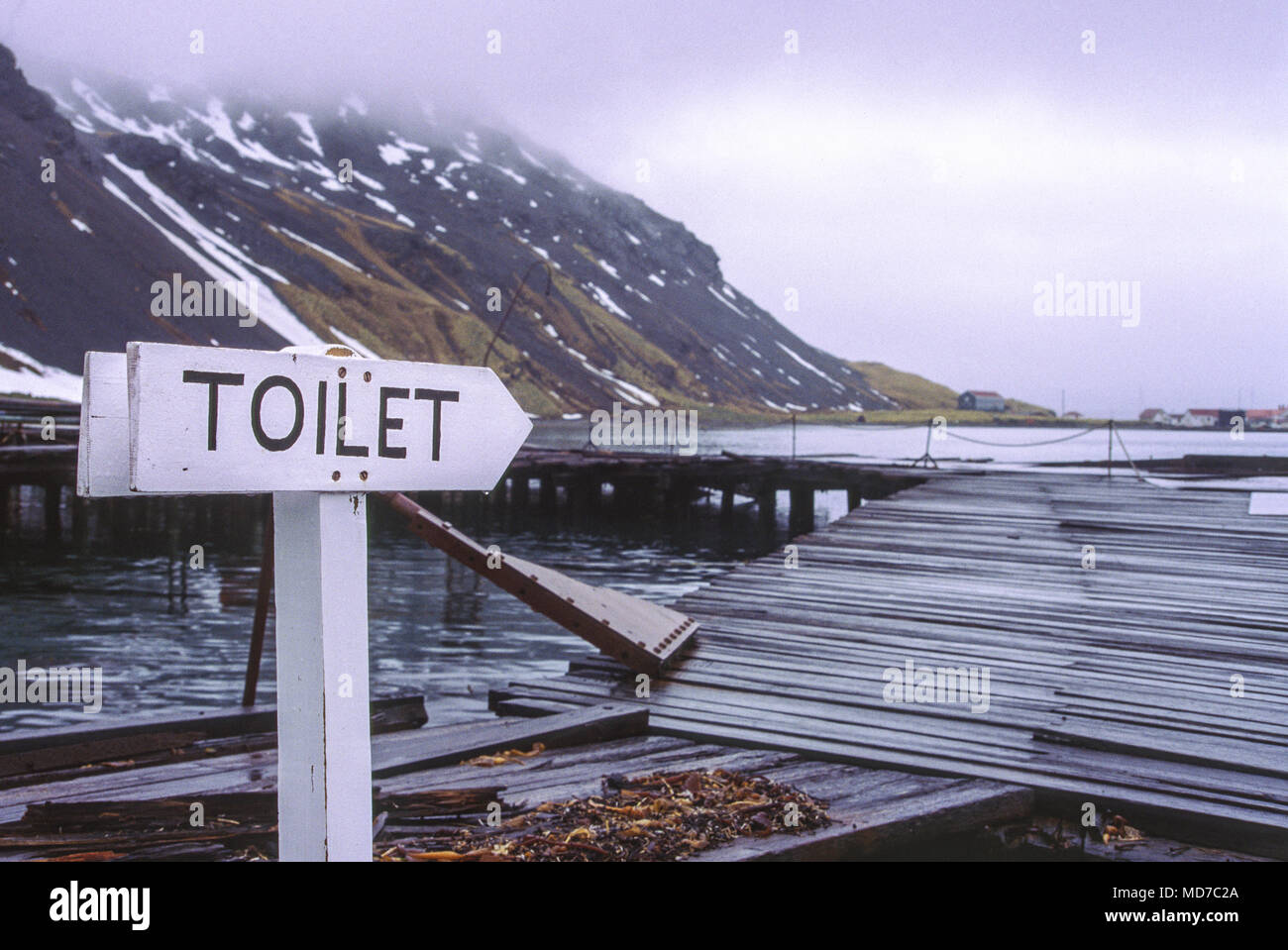 Grytviken, abandonné la station South Georgia Island ; les jeunes éléphants de mer Banque D'Images