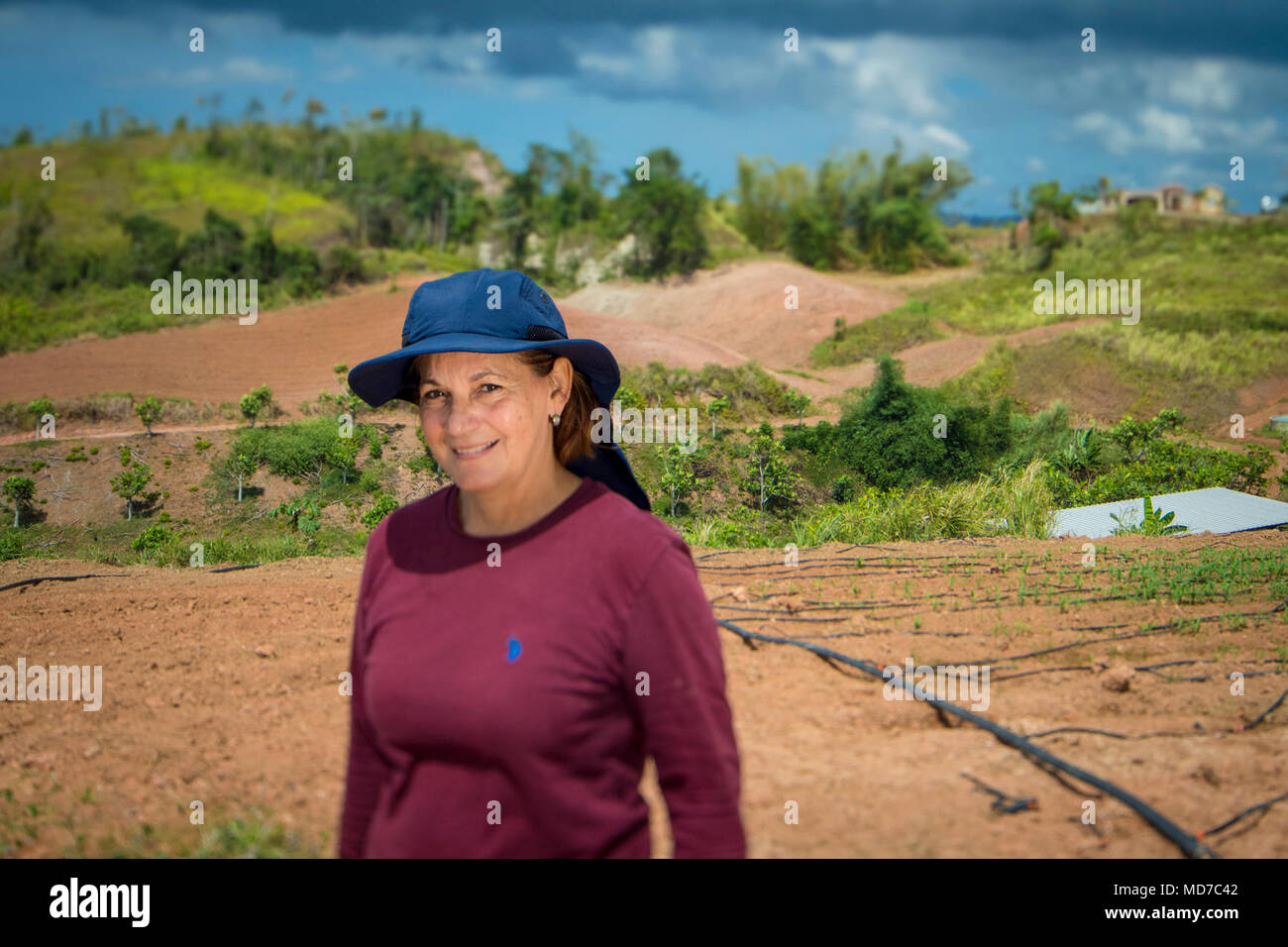 Norman Santiago exploite l'Empresas Norhen Inc. ferme à Moca, communication dans le cadre de la Farm Service Agency (FSA) du Programme d'aide en cas de récolte non assurés. En raison de l'Ouragan Maria, Santiago tout perdu et commence maintenant sur la plantation, l'arbre à pain, les plantains, les herbes, aubergines, bananes, ignames, et plus encore. Banque D'Images