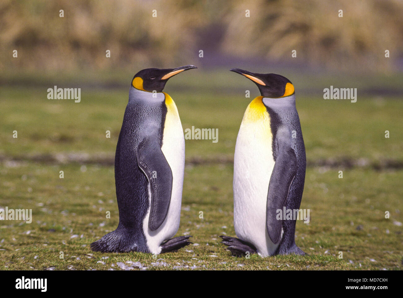 King penguin, South Georgia Island, Antarctica Banque D'Images