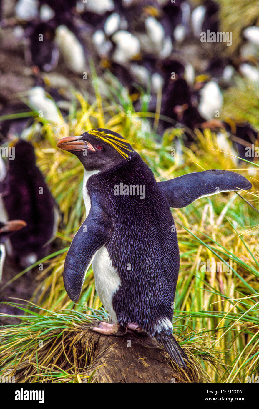 Macaroni penguin, South Georgia Island, Antarctica Banque D'Images