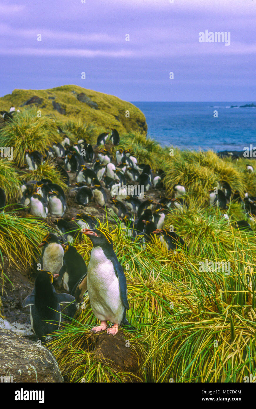 Macaroni penguin, South Georgia Island, Antarctica Banque D'Images