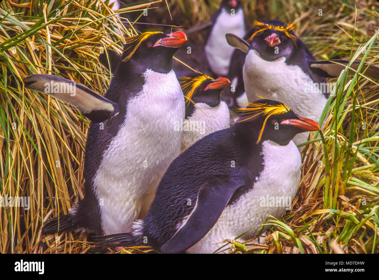 Macaroni penguin, South Georgia Island, Antarctica Banque D'Images
