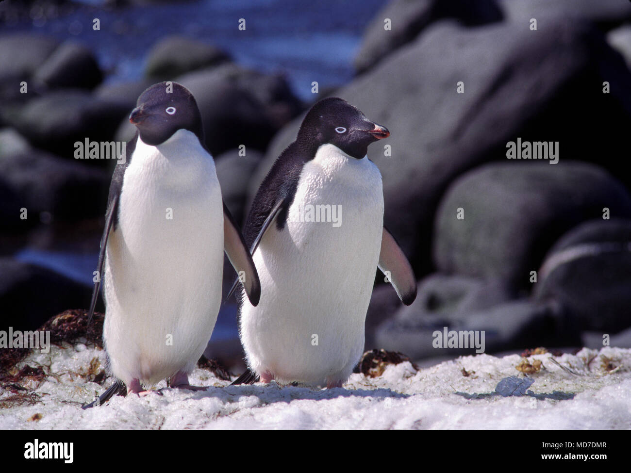 Adelie penguin, Péninsule Antarctique Banque D'Images