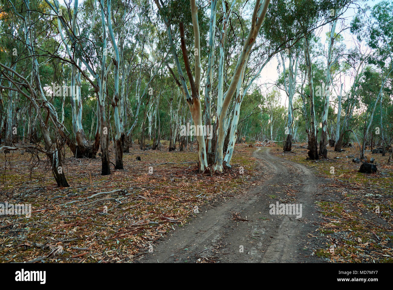 Petite piste de bush à travers la forêt d'État Nya. Banque D'Images