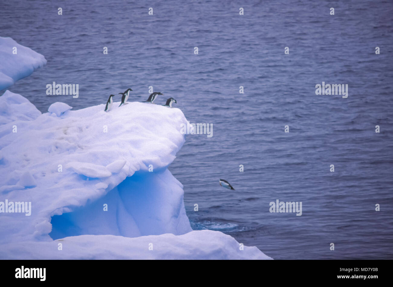 Adelie penguin, iceberg, Antarctica Banque D'Images