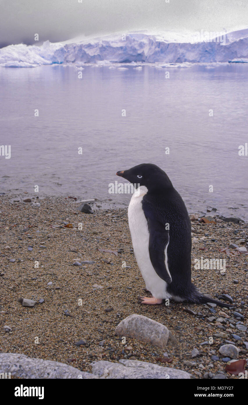 Adelie penguin, Péninsule Antarctique Banque D'Images