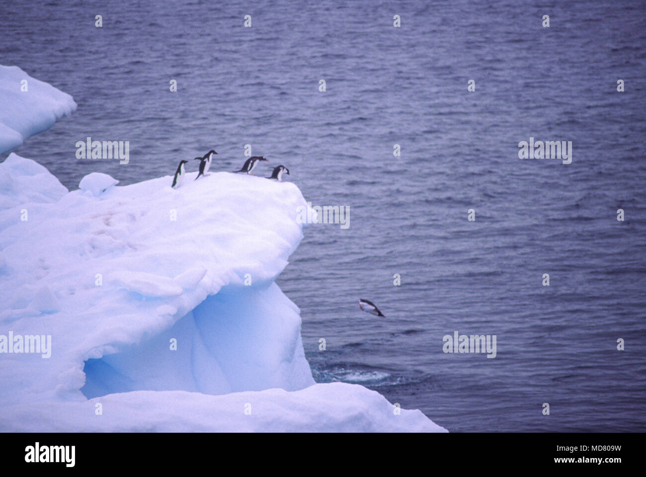 Adelie penguin, iceberg, Antarctica Banque D'Images
