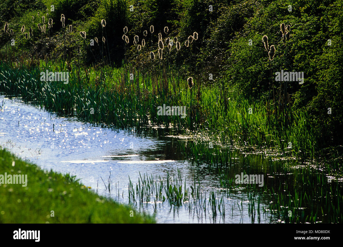 Reen, roseaux, réserve naturelle nationale de Kenfig, Gwent, au Pays de Galles, UK, FR. Banque D'Images