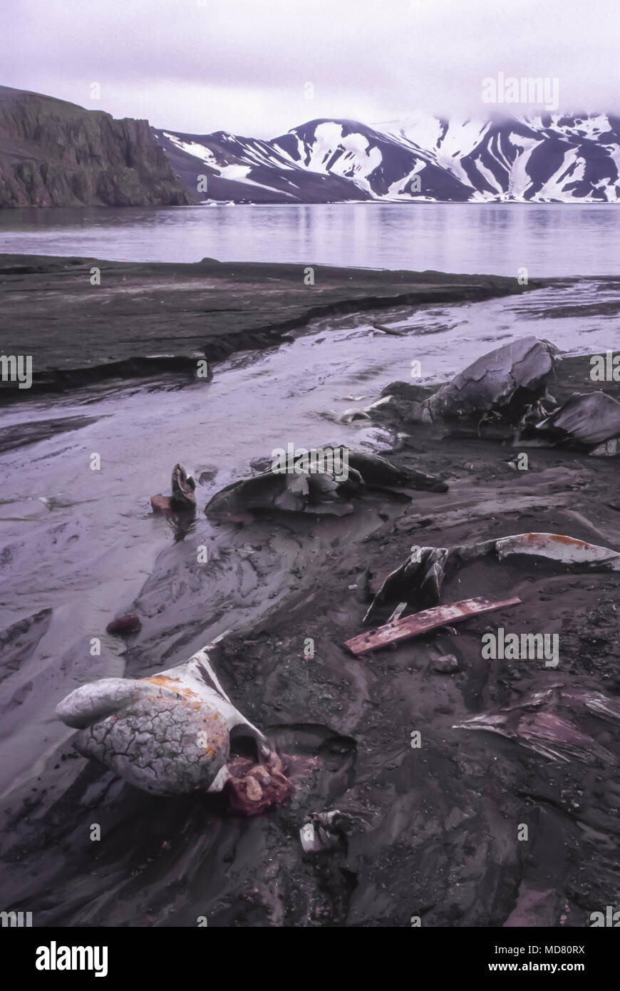 Les os de baleine, l'Île Déception, péninsule antarctique. Banque D'Images
