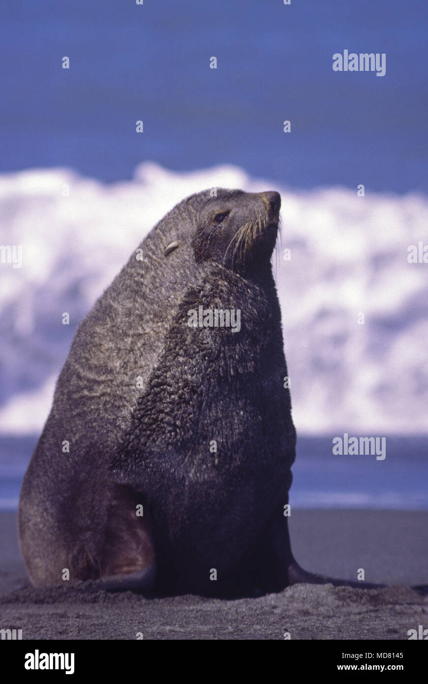 Le sud de fourrure, de l'Antarctique. Banque D'Images