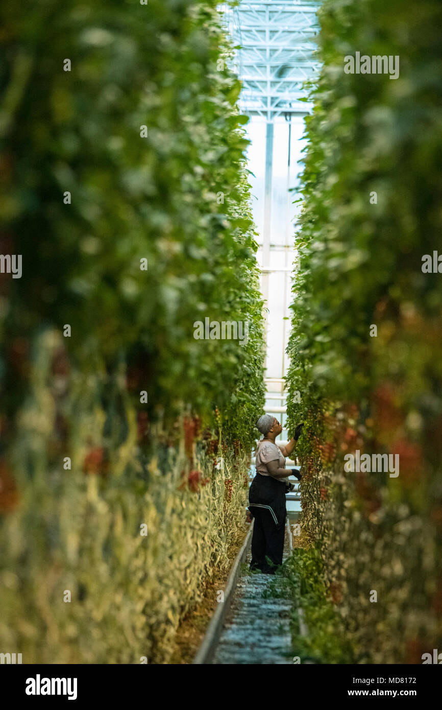 Secrétaire de l'Agriculture des États-Unis Sonny Perdue tours Mastronardi Produire, Coldwater, MI, le 3 avril 2018. Fondée par Umberto Mastronardi il y a plus de 60 ans, la quatrième génération de la famille Mastronardi possède et gère une exploitation de serres qui produisent des tomates, poivrons et concombres. Produire mûries sur pied est récolté à la main si possible. L'utilisation de serres la technologie moderne et des pratiques de culture durable pour réduire l'impact sur l'environnement (c.-à-d. ils utilisent un dixième de l'eau d'un producteur conventionnel). Leur deuxième phase de l'utilisation des serres en verre, l'énergie diffuse c Banque D'Images