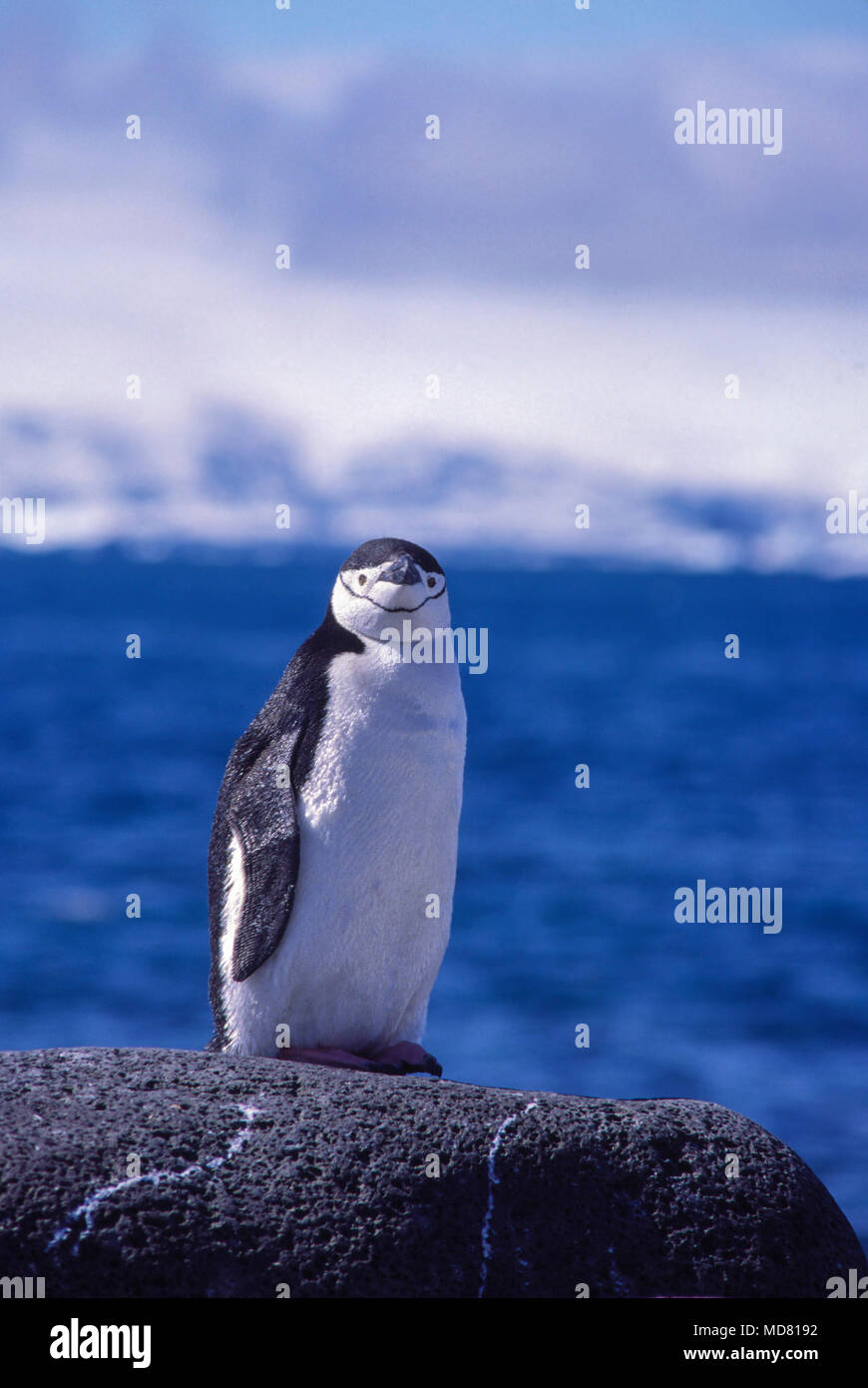 Jugulaire penguin, Elephant Island, péninsule antarctique. Banque D'Images