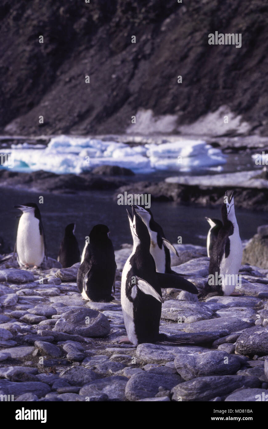 Jugulaire penguin, Elephant Island, péninsule antarctique. Banque D'Images