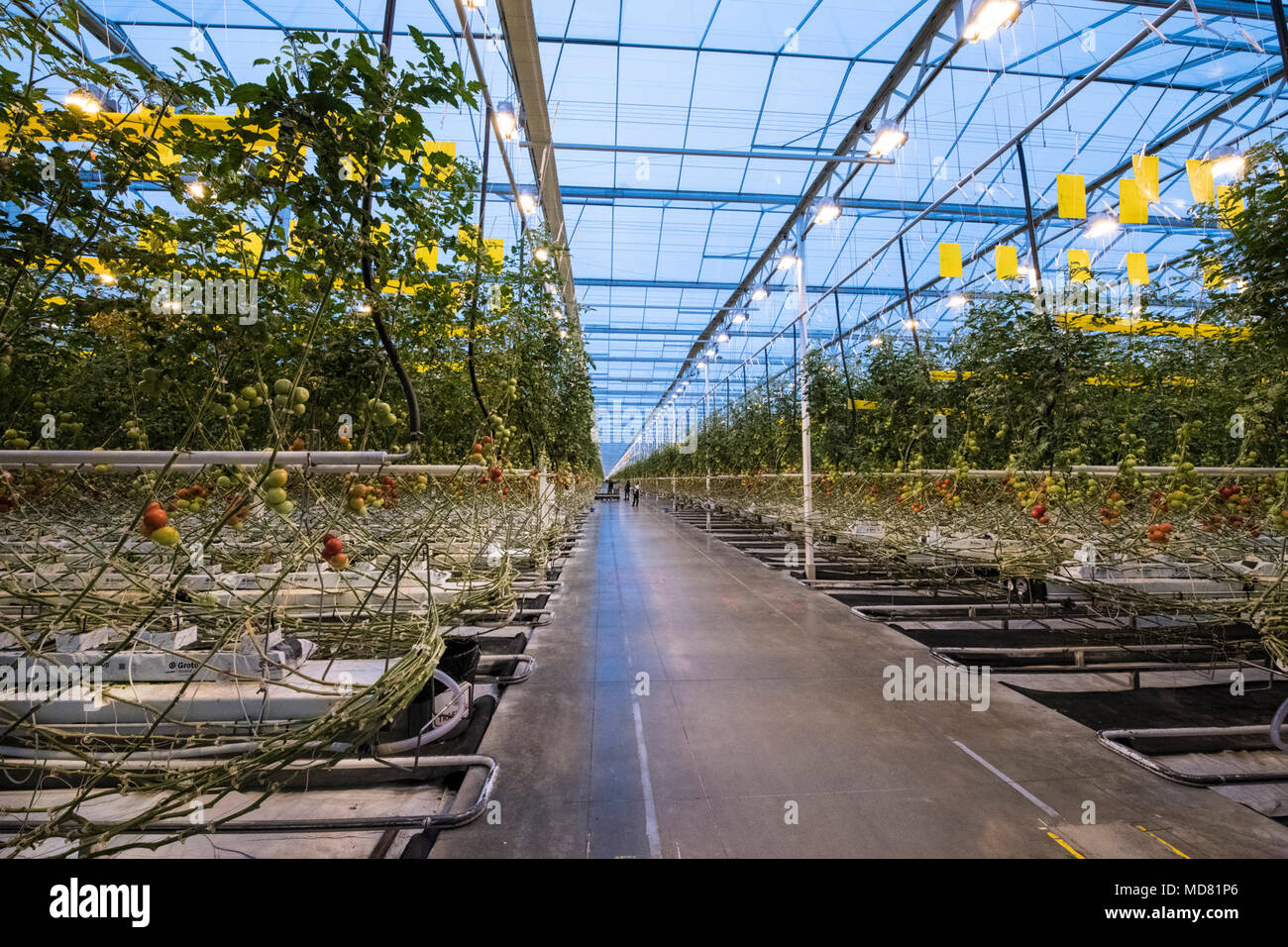 Secrétaire de l'Agriculture des États-Unis Sonny Perdue tours Mastronardi Produire, Coldwater, MI, le 3 avril 2018. Fondée par Umberto Mastronardi il y a plus de 60 ans, la quatrième génération de la famille Mastronardi possède et gère une exploitation de serres qui produisent des tomates, poivrons et concombres. Produire mûries sur pied est récolté à la main si possible. L'utilisation de serres la technologie moderne et des pratiques de culture durable pour réduire l'impact sur l'environnement (c.-à-d. ils utilisent un dixième de l'eau d'un producteur conventionnel). Leur deuxième phase de l'utilisation des serres en verre, l'énergie diffuse c Banque D'Images