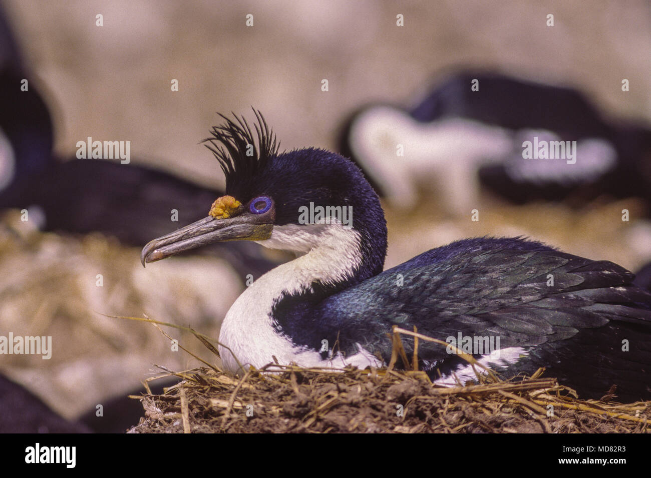 Blue Eyed cormorant, sur son nid, îles Falkland. Banque D'Images