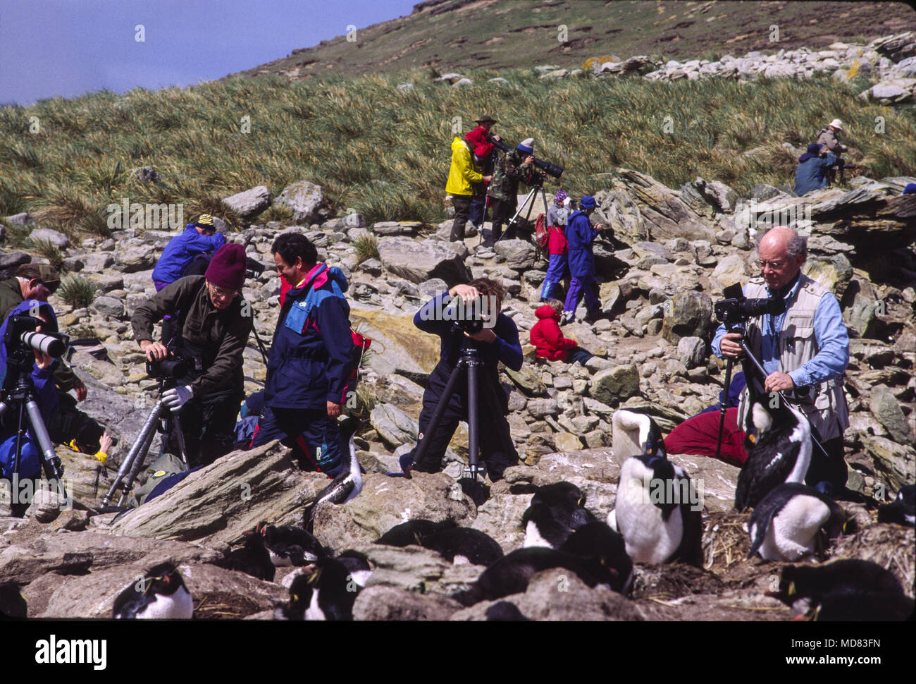 Les photographes et les pingouins, les îles Falkland Banque D'Images
