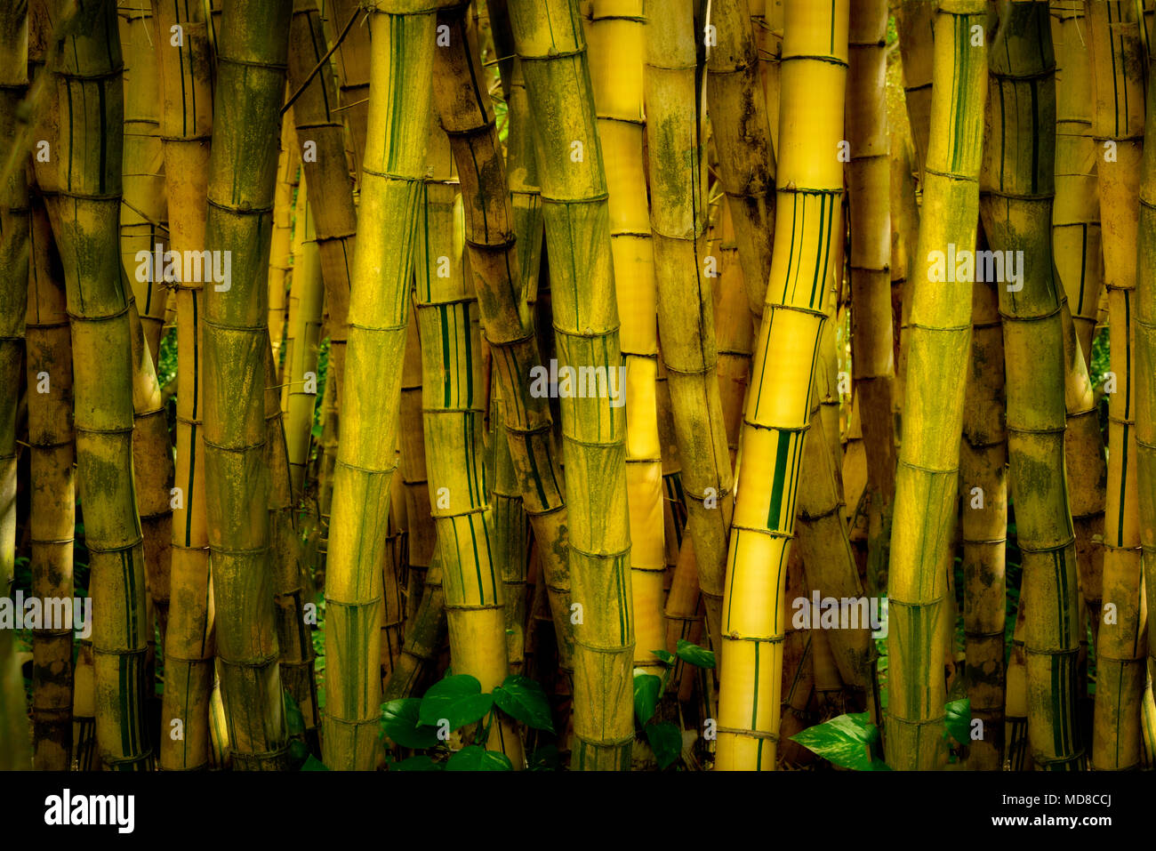 Bambou d'or. Alerton Jardins. Kauai, Hawaii Banque D'Images