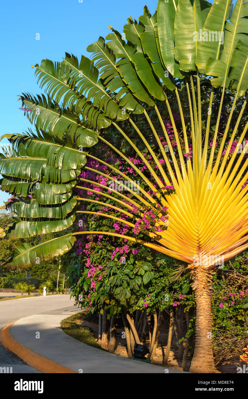 Ravenala Fan Palm ou palmier des voyageurs sur un fond de ciel bleu. Riviera Maya, Cancun, Mexique. Banque D'Images