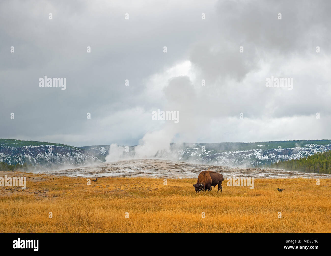 Paysage de l'ancien geyser fidèle avec un bison pageant sur l'herbe sèche en automne à l'intérieur du parc national de Yellowstone, Wyoming, États-Unis. Banque D'Images