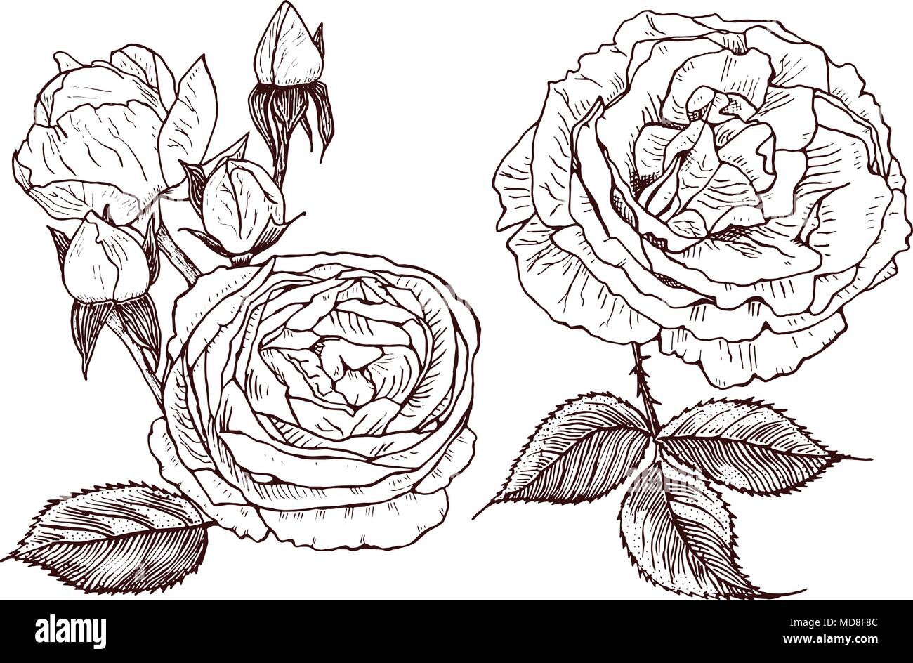 Jardin botanique de mariage fleurs dans le jardin ou usine de ressorts. Les Pivoines et roses avec feuilles et bourgeons. Vector illustration gravée à la main. dans la région de Old vintage esquisse pour carte. Illustration de Vecteur