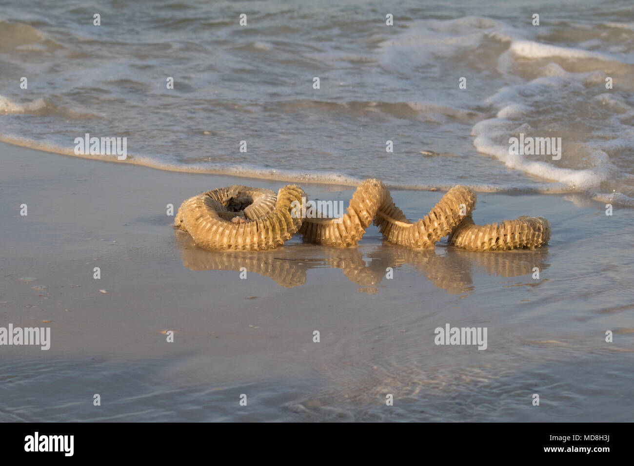 Un cas d'œufs de buccin lavés sur la côte du golfe du Mexique, aux États-Unis. Banque D'Images