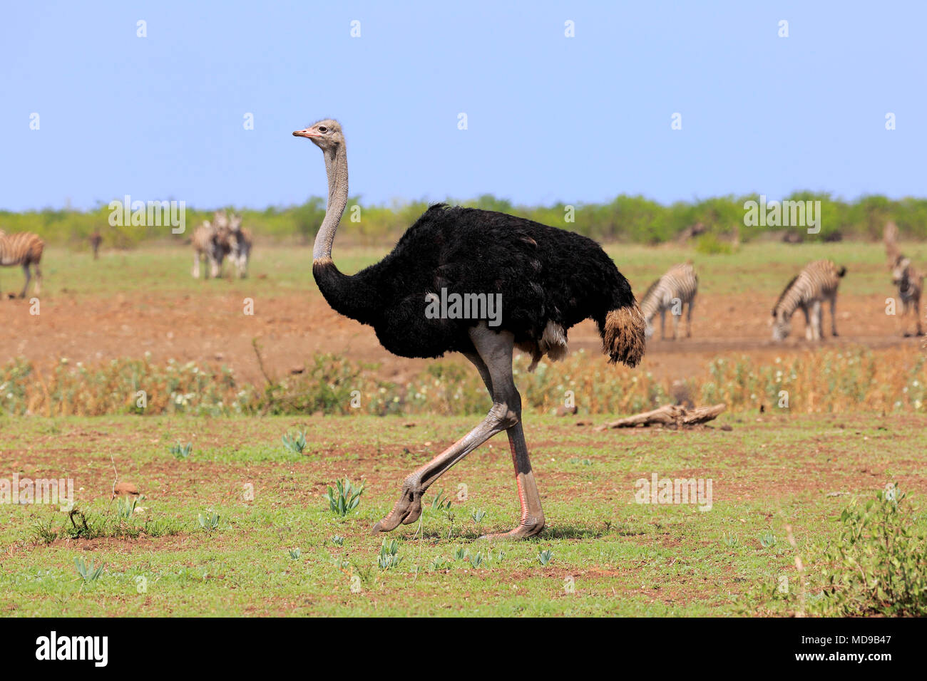 Autruche d'Afrique du Sud (Struthio camelus australis), adulte, homme d'exécution, Kruger National Park, Afrique du Sud Banque D'Images
