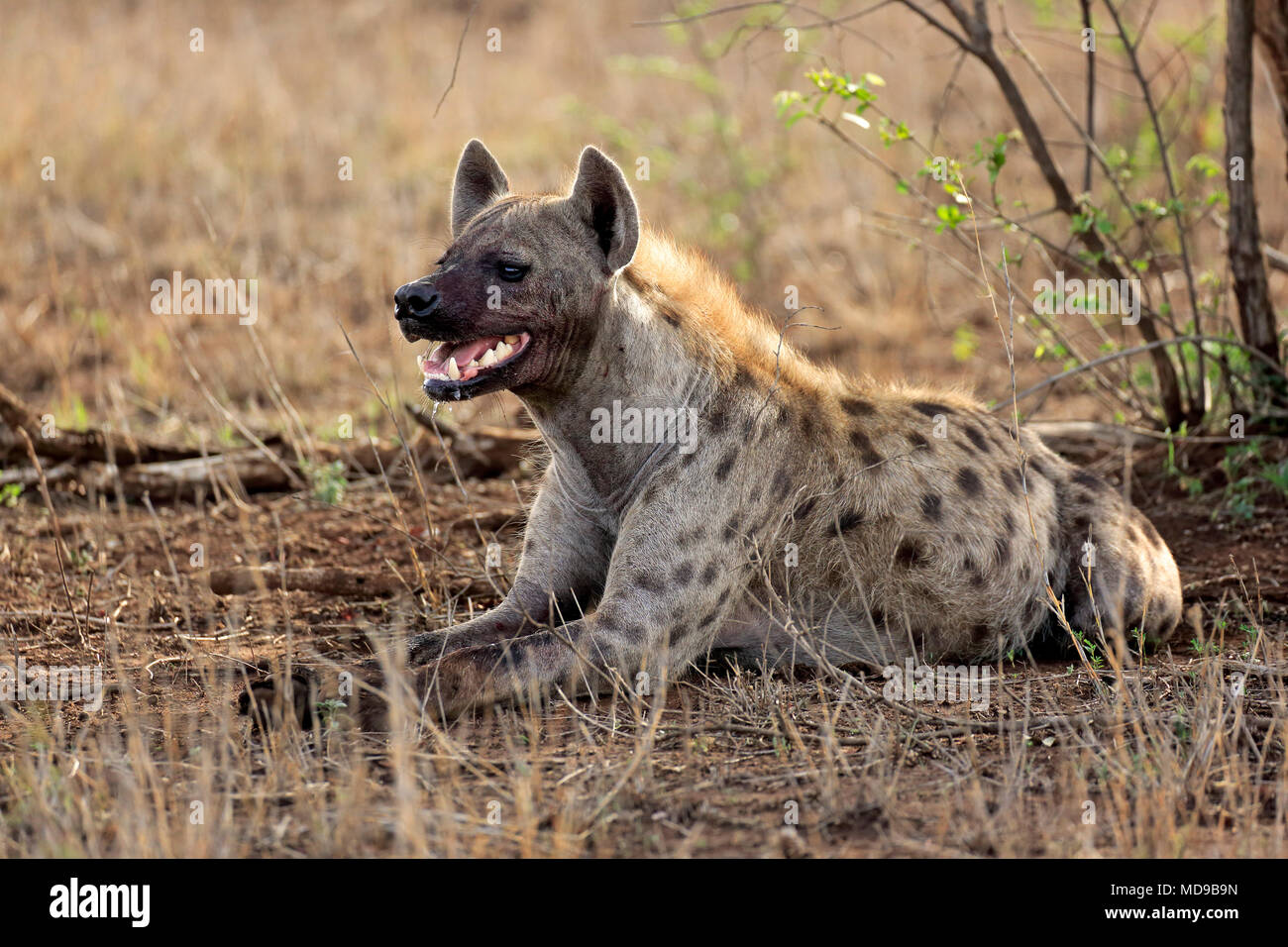 L'Hyène tachetée (Crocuta crocuta), des profils étendue sur le sol, alerte, Kruger National Park, Afrique du Sud Banque D'Images