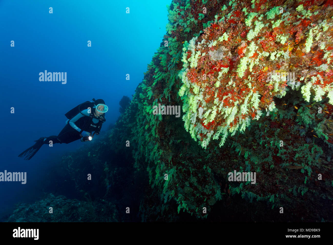 Diver porte sur mur de coraux avec les coraux mous (Alcyonacea) jaune, pendaison, de l'Océan Indien, les Maldives Banque D'Images