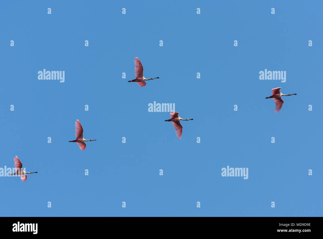 Un troupeau de Sterne de spatules (Platalea ajaja) volant au-dessus de ciel bleu. La Colombie, l'Amérique du Sud. Banque D'Images