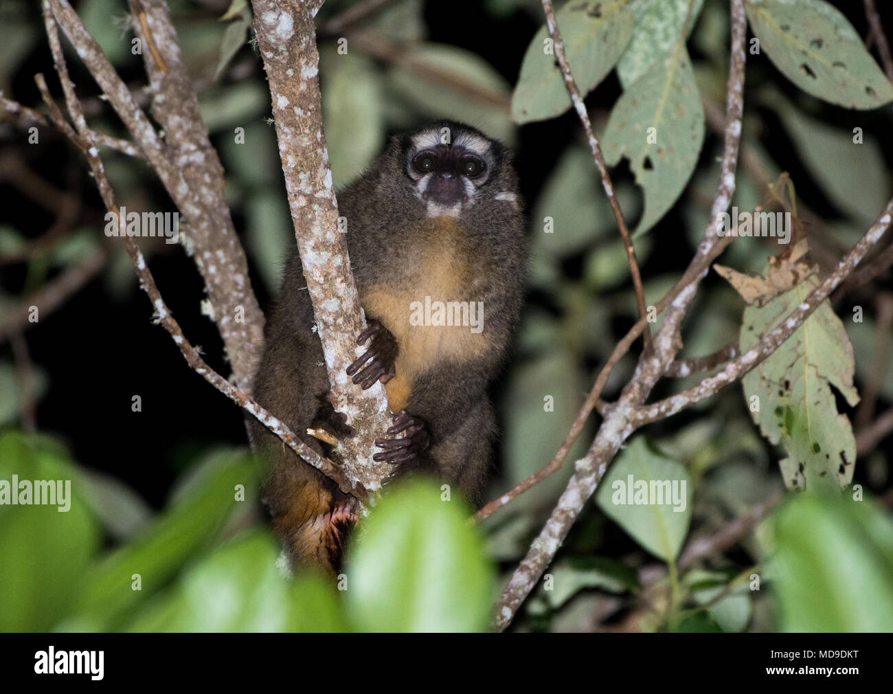 Nuit Monkey (Aotus griseimembra), un primate nocturne, de recherche de nourriture sur un arbre. La Sierra Nevada de Santa Marta, Colombie, Amérique du Sud. Banque D'Images