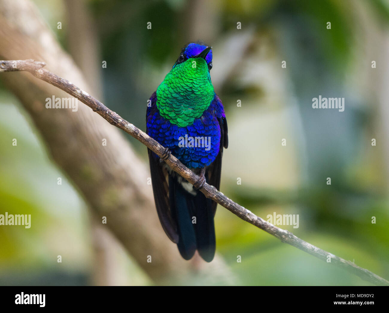 Une couronne colorée (Thalurania colombica colombica Woodnymph) montrant son beau plumage. La Colombie, l'Amérique du Sud. Banque D'Images