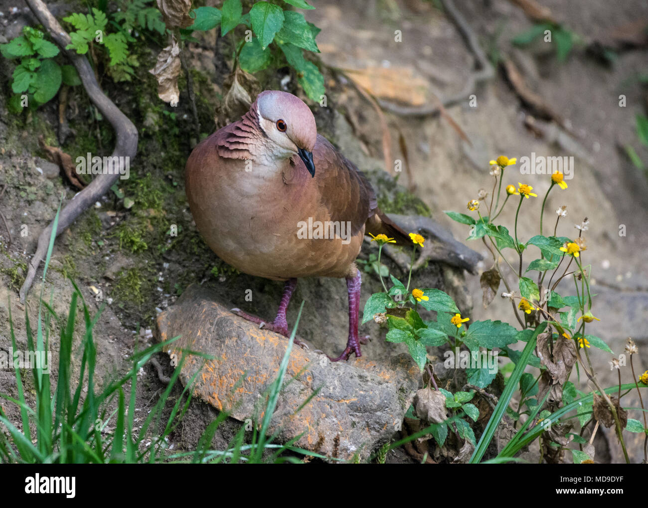 Un Zentrygon Quail-Dove (linearis) sur le terrain. La Colombie, l'Amérique du Sud. Banque D'Images