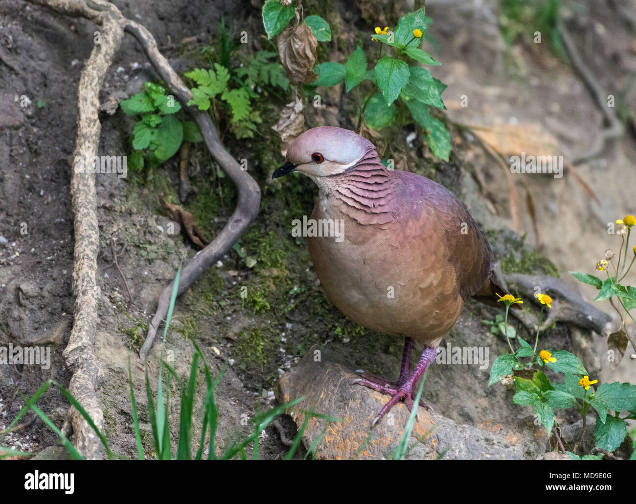 Un Zentrygon Quail-Dove (linearis) sur le terrain. La Colombie, l'Amérique du Sud. Banque D'Images