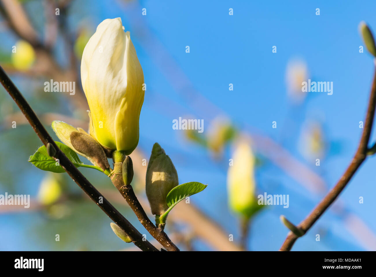 Głębowice, Pologne. 19 avril 2018. Magnolia fleurs jaunes. Matin ensoleillé de printemps. Le magnolia a commencé à s'épanouir. Credit : w124merc / Alamy Live News Banque D'Images