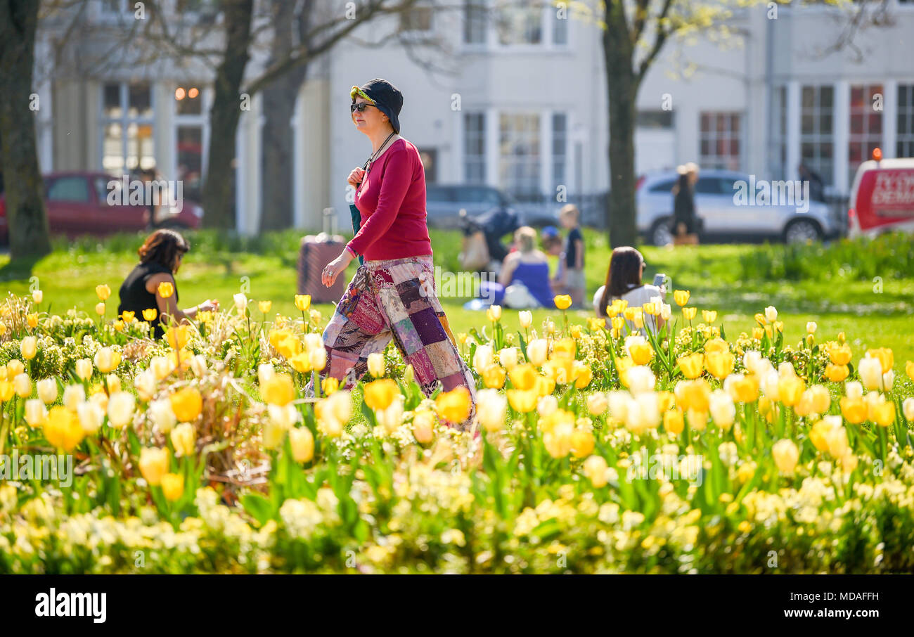 Brighton UK 19 avril 2018 - tulipes en pleine floraison dans la région de Brighton city centre en tant que visiteurs profiter de la lumière du soleil chaude aujourd'hui . Le beau temps chaud est appelée à se poursuivre tout au long de la Grande-Bretagne avec les températures devraient atteindre dans les années 20 élevée dans certaines parties du sud-est Crédit : Simon Dack/Alamy Live News Banque D'Images