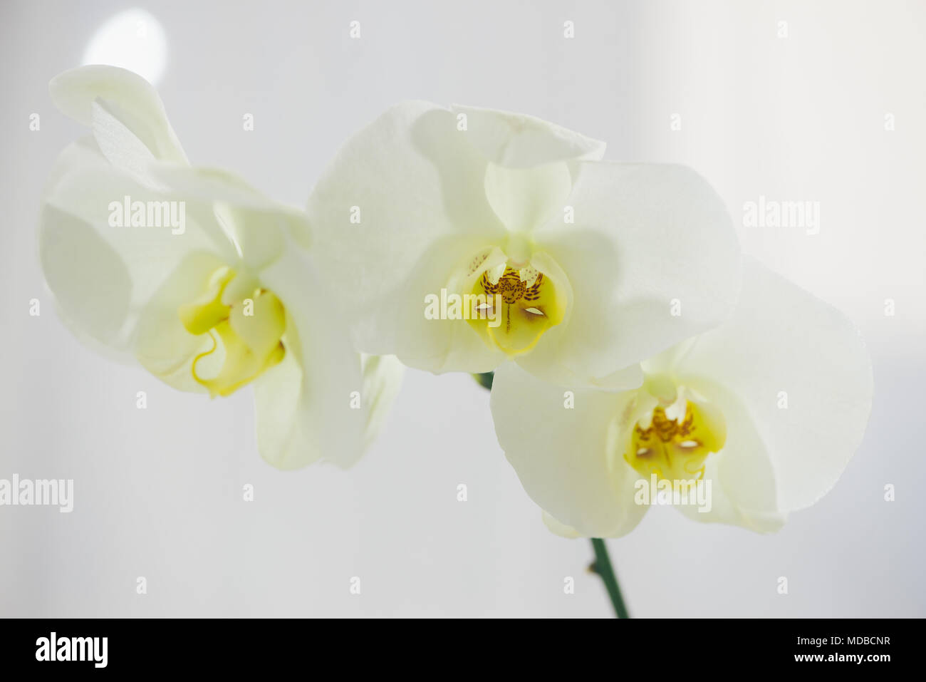 Branche d'orchidée blanche dans un vase sur la table. Banque D'Images