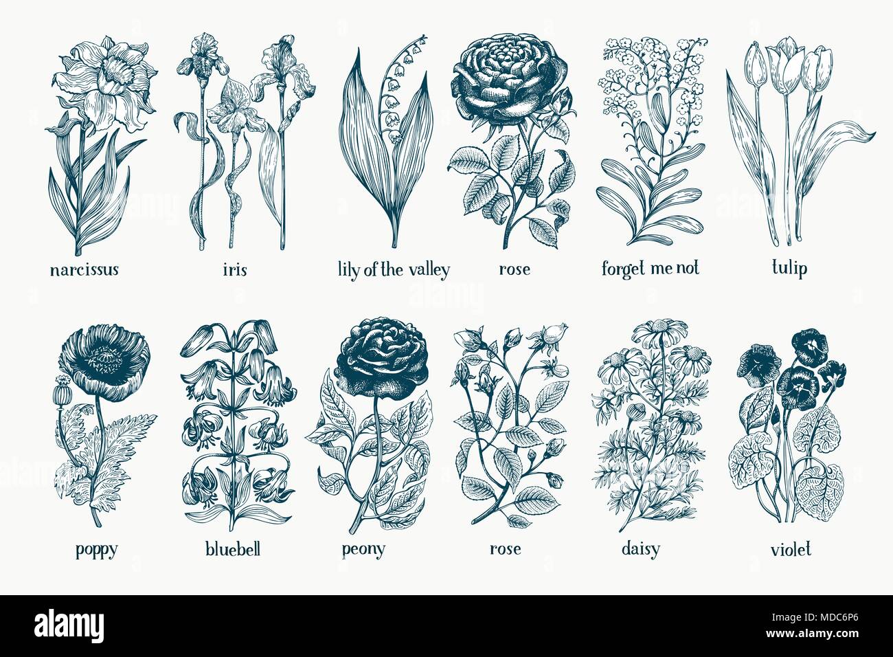 Plantes de jardin. Botanique dessiné à la main. Vintage flowers. Monohrome illustration en gravure. Illustration de Vecteur