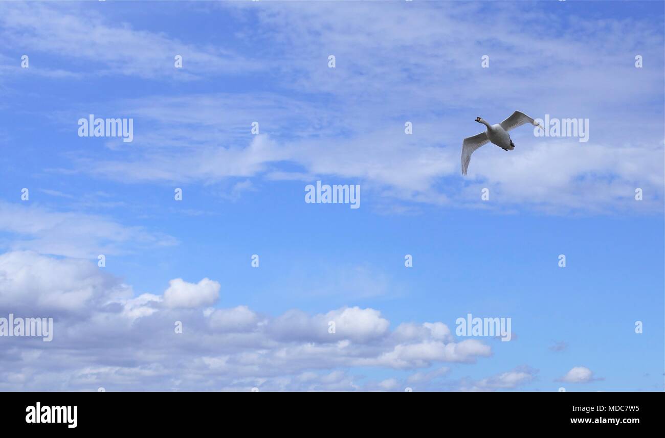 Swan en vol avec un ciel bleu et cloudsin la nouvelle forêt à Lymington, Royaume-Uni Marais Banque D'Images