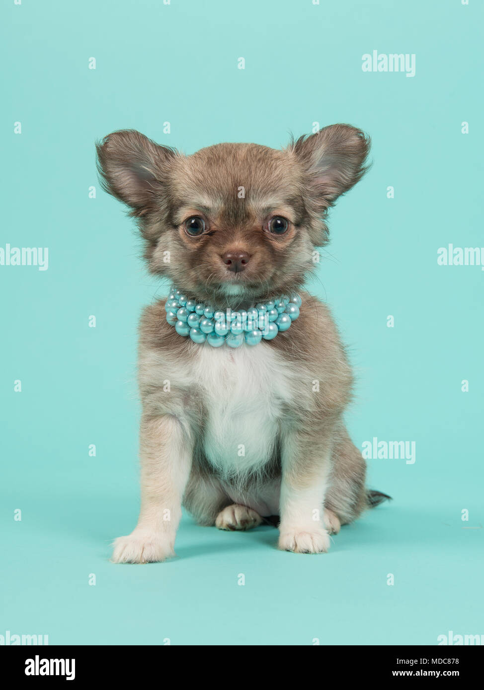 Chihuahua chiot mignon regardant la caméra portant un collier de perles bleu assis sur un fond bleu turquoise Banque D'Images